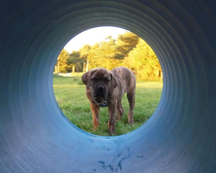 Boerboel Kelzo - Han er ved og gå i tunel billede 6