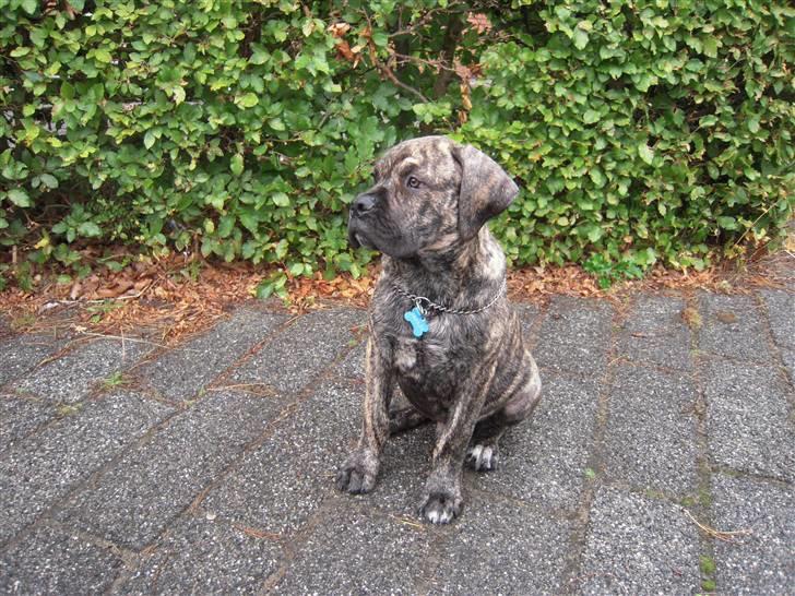 Boerboel Kelzo billede 8