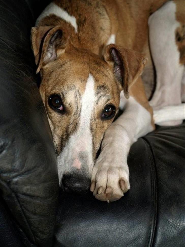 Whippet Cilla billede 1