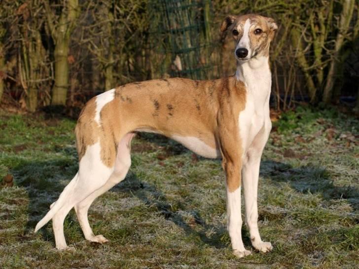 Whippet Cilla billede 2