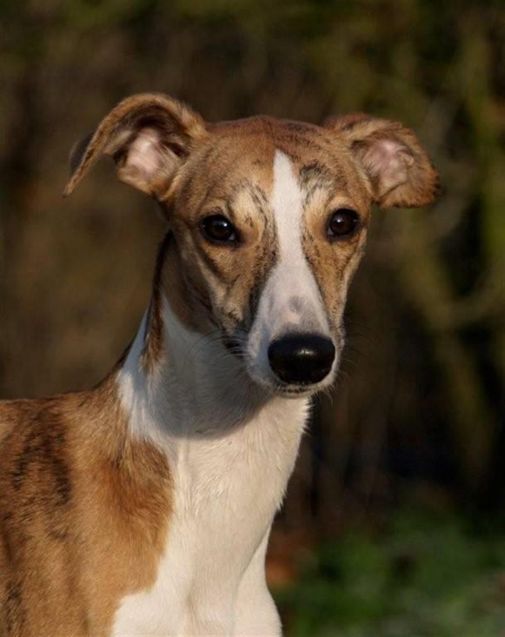 Whippet Cilla billede 3