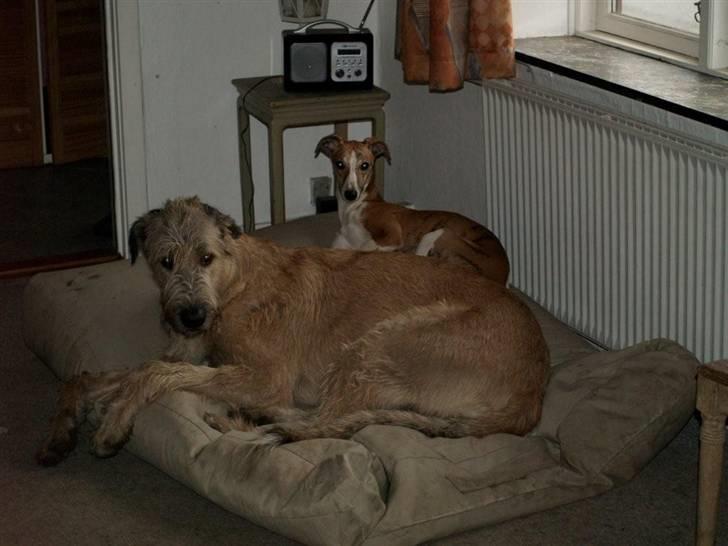 Whippet Cilla billede 6