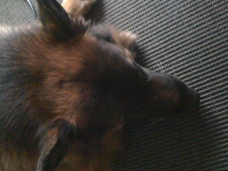 Schæferhund Odin (Odini) - han sover og så aligevel ikke..hihi billede 1