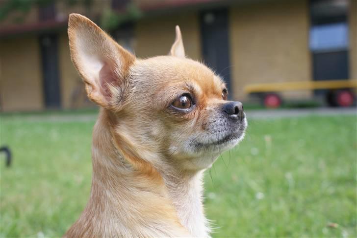 Chihuahua **Bertha** billede 15