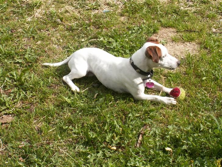 Jack russell terrier bella - aug 2009 billede 11
