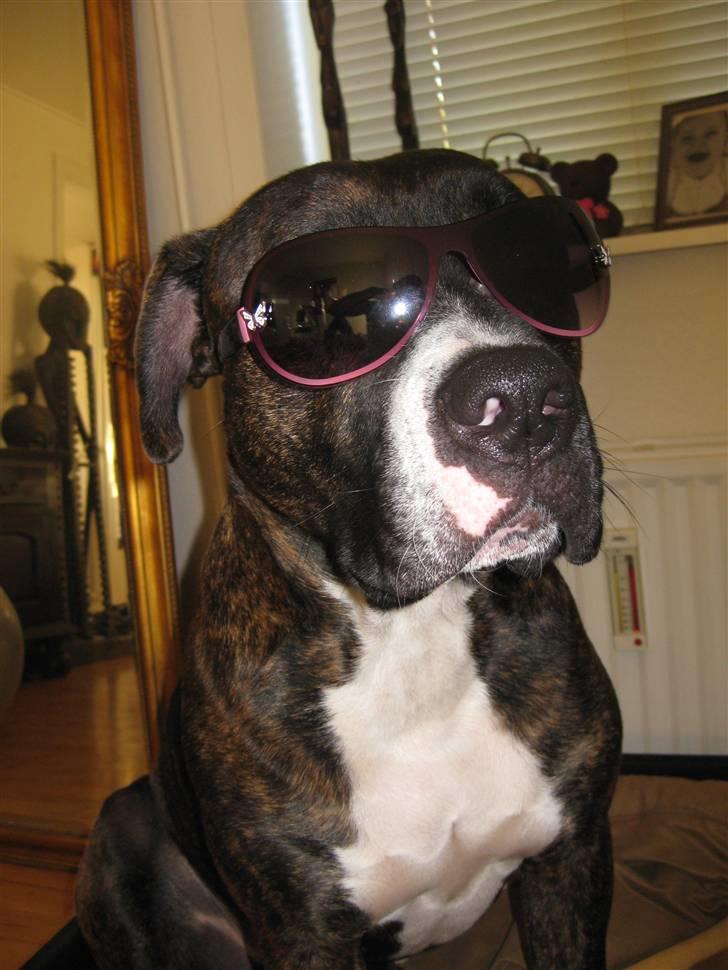 Blanding af racer Kenzo billede 11