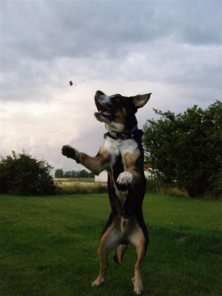 Blanding af racer Himmel hunden Basse - haps den godbid fanger jeg da lidt :) billede 20