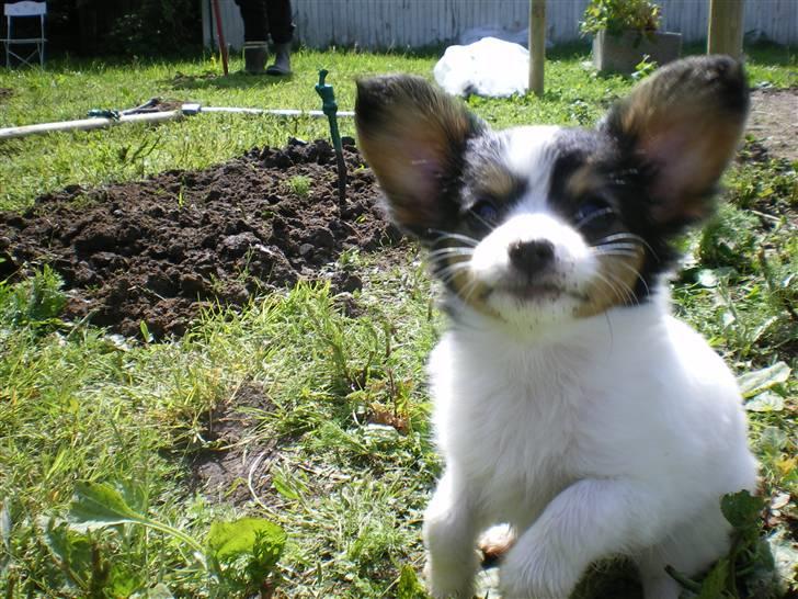 Papillon Suey billede 20