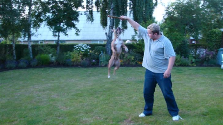 Amerikansk staffordshire terrier Fie billede 10