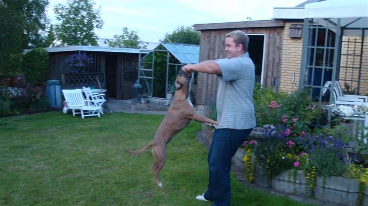 Amerikansk staffordshire terrier Fie billede 11