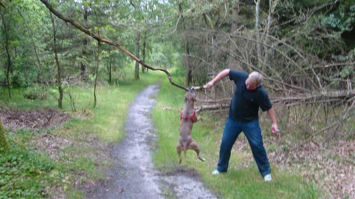 Amerikansk staffordshire terrier Fie billede 12