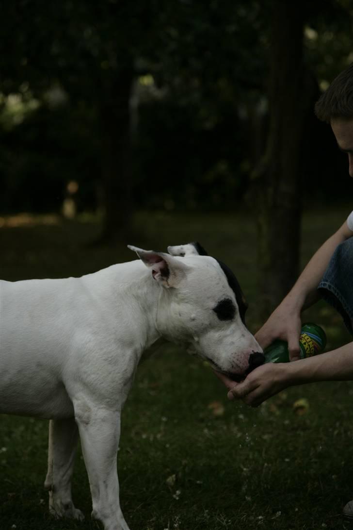 Blanding af racer Keno - ...Bambi! ;) billede 4