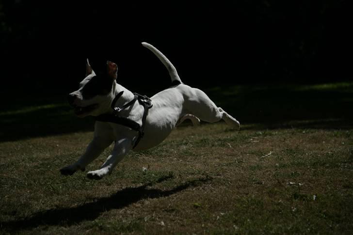 Blanding af racer Keno - ...Gynge hunden! Hehe!  billede 5