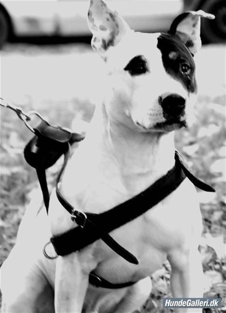 Blanding af racer Keno billede 6