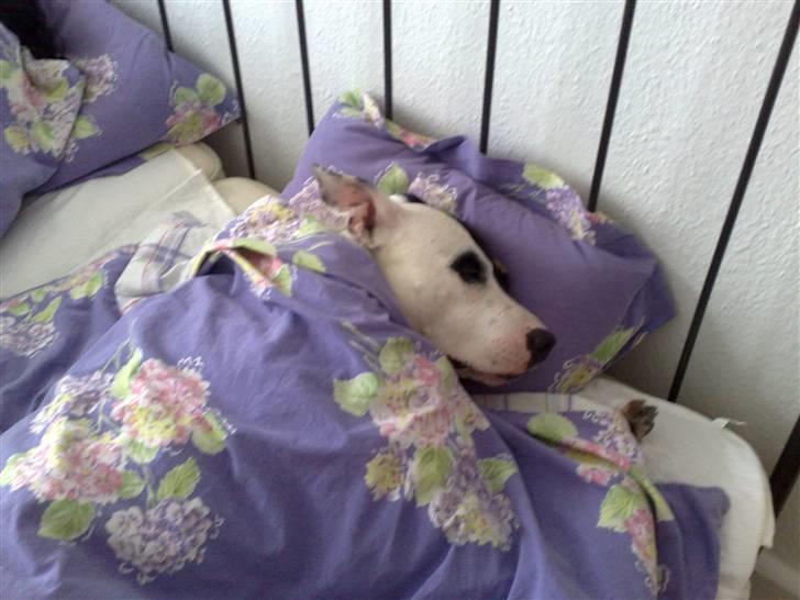 Blanding af racer Keno - ...ZZzzzZZzzzzZZzzzzzz.. billede 7