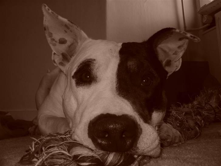 Blanding af racer Keno billede 9