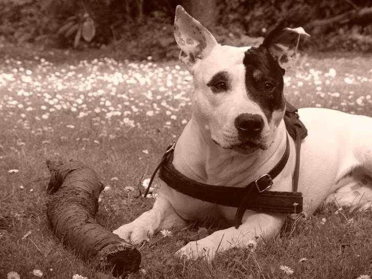 Blanding af racer Keno billede 13