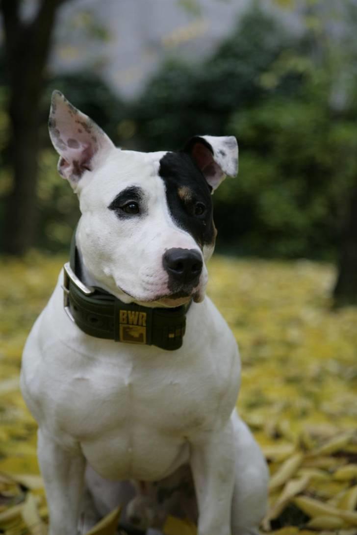 Blanding af racer Keno billede 14