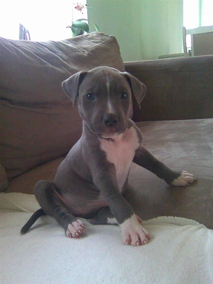 Blanding af racer Cassie <3        R.I.P.  - Se hvor flot jeg sidder :) billede 12