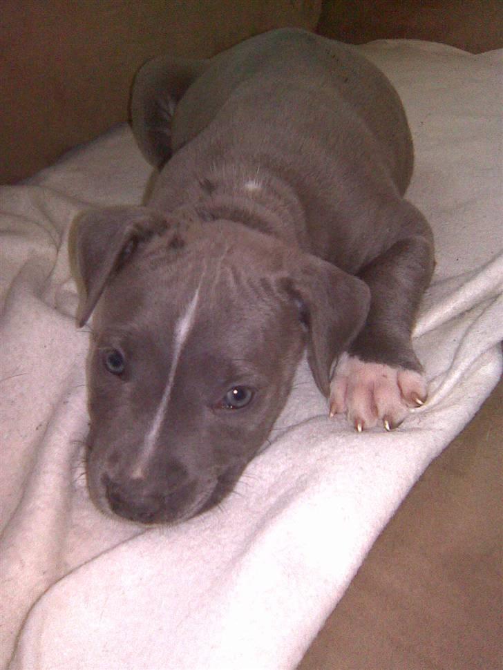 Blanding af racer Cassie <3        R.I.P.  - Lidt fræk er man vel altid.... billede 13