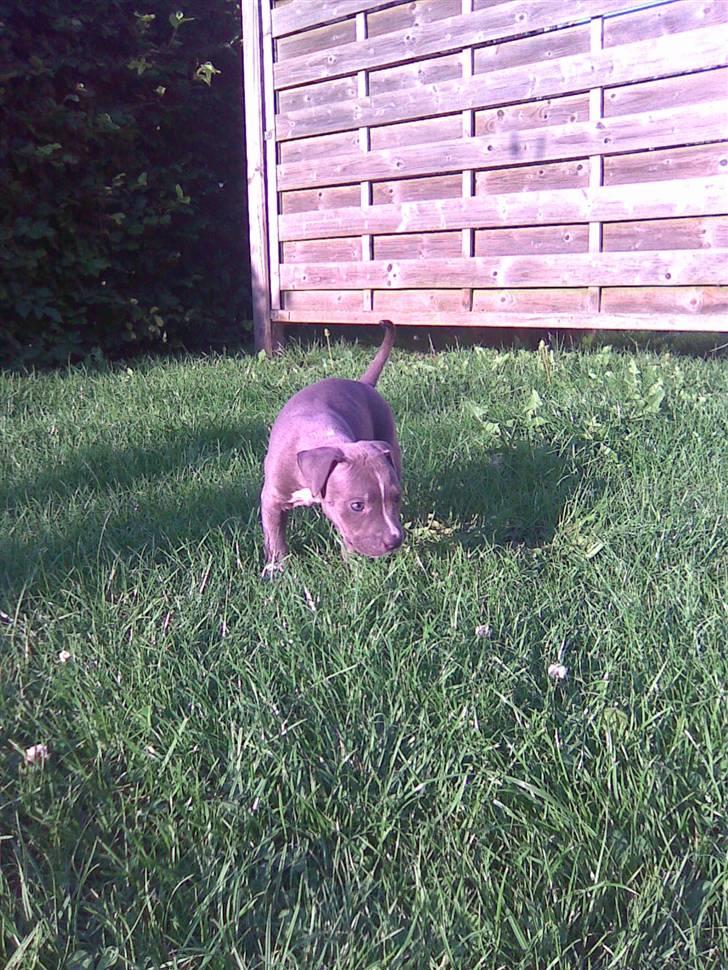 Blanding af racer Cassie <3        R.I.P.  - Jeg elsker og være ude i haven.... billede 14