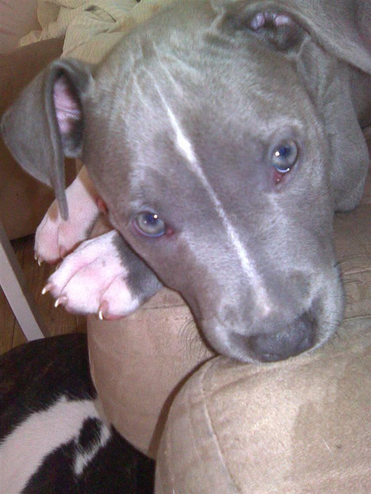 Blanding af racer Cassie <3        R.I.P.  - Er jeg ikk bare kær :)) billede 16