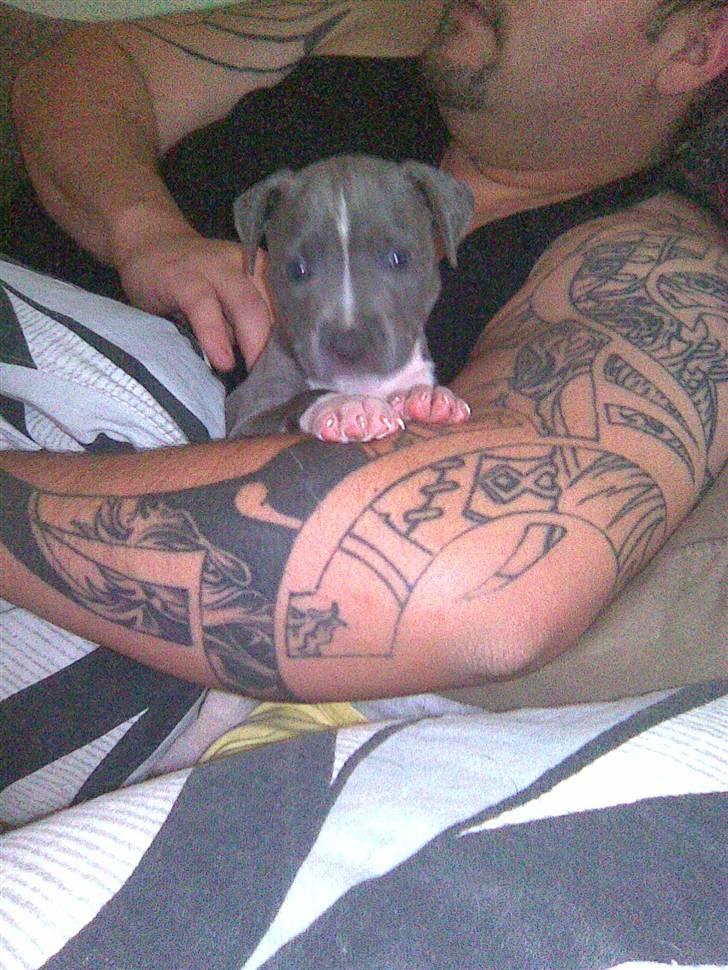 Blanding af racer Cassie <3        R.I.P.  - Min far kan godt bruges engang imellem :) billede 17