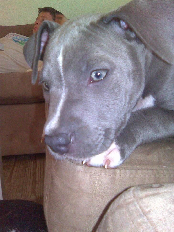 Blanding af racer Cassie <3        R.I.P.  - .....Ihh moar, er du snart færdig med det billedesjov der !!! billede 18