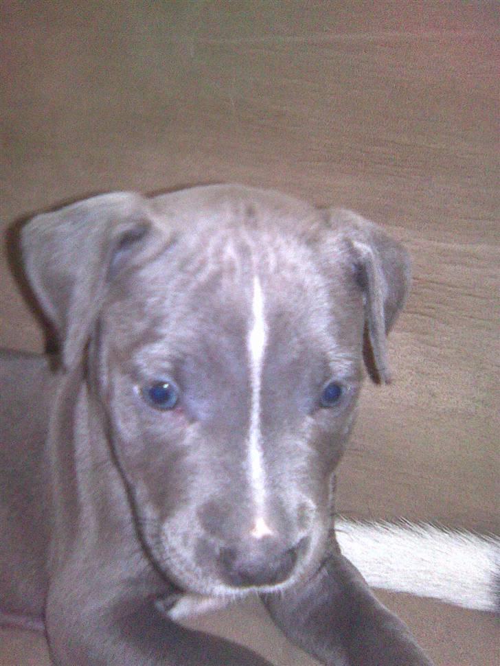 Blanding af racer Cassie <3        R.I.P.  billede 19