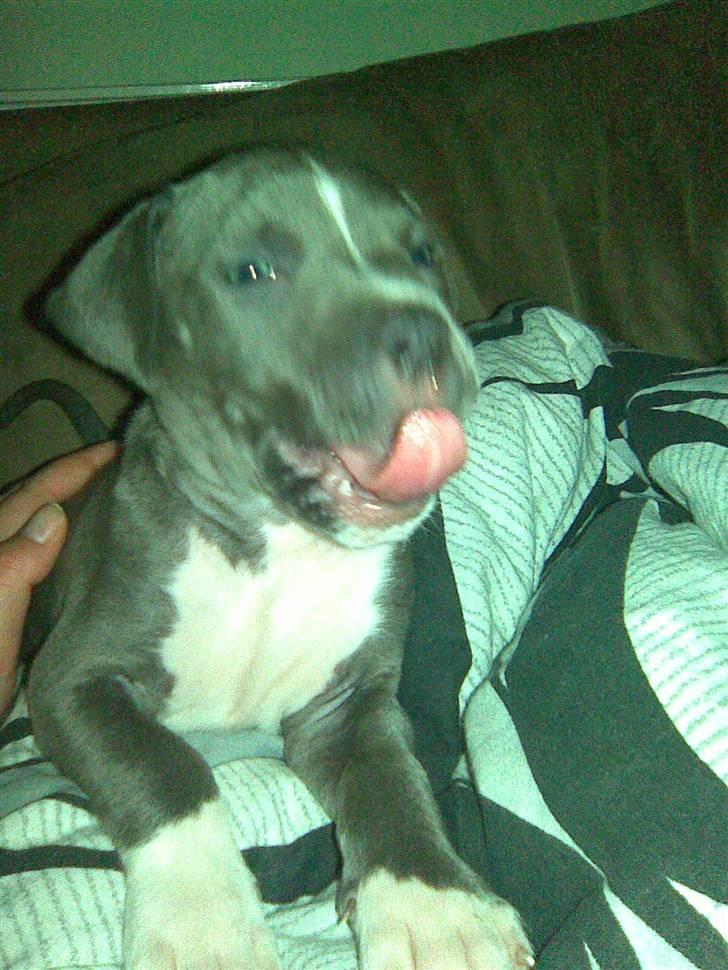 Blanding af racer Cassie <3        R.I.P.  - Uhhhmmm..... billede 20