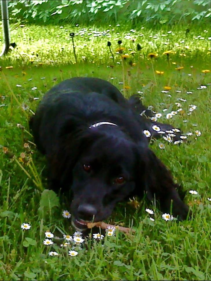 Blanding af racer Molly *solgt* billede 9