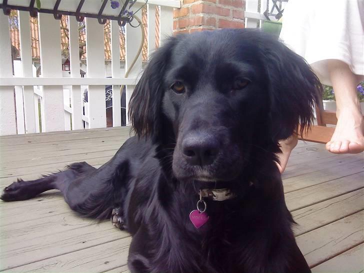 Blanding af racer Molly *solgt* billede 10