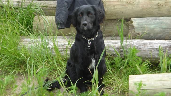 Blanding af racer Molly *solgt* billede 11