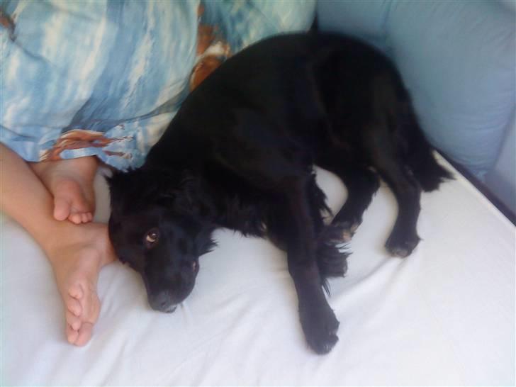 Blanding af racer Molly *solgt* billede 12