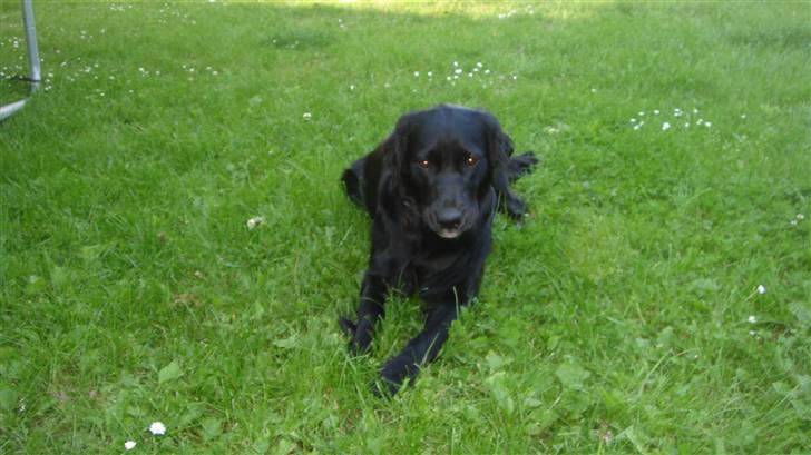 Blanding af racer Molly *solgt* billede 14