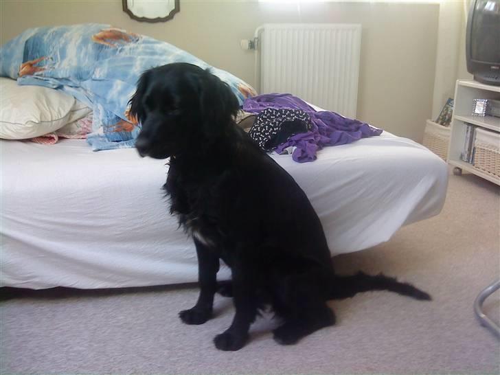 Blanding af racer Molly *solgt* billede 15