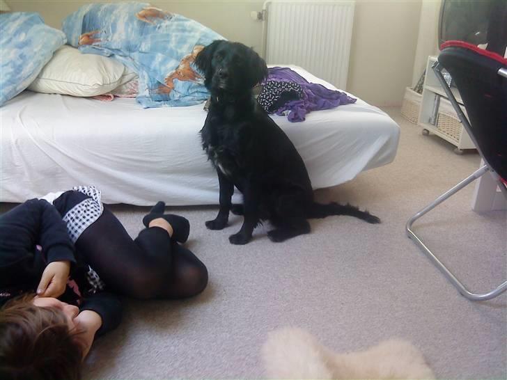 Blanding af racer Molly *solgt* billede 16