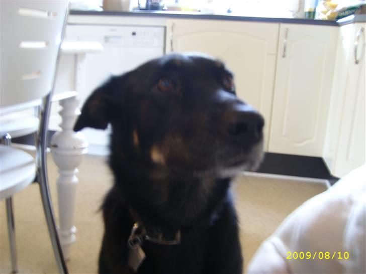 Blanding af racer Simba billede 15