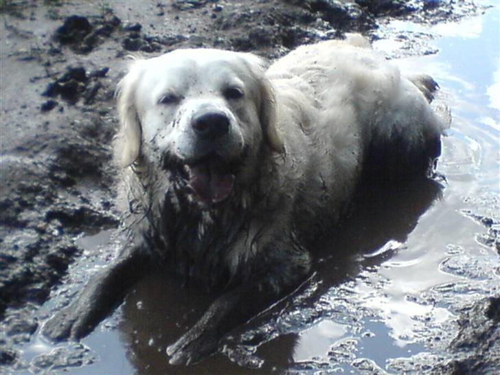 Golden retriever Eddie billede 12