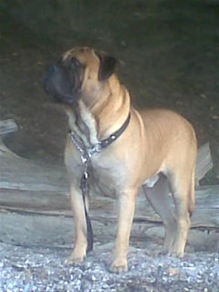 Bullmastiff Nielson Junior (død)  billede 17