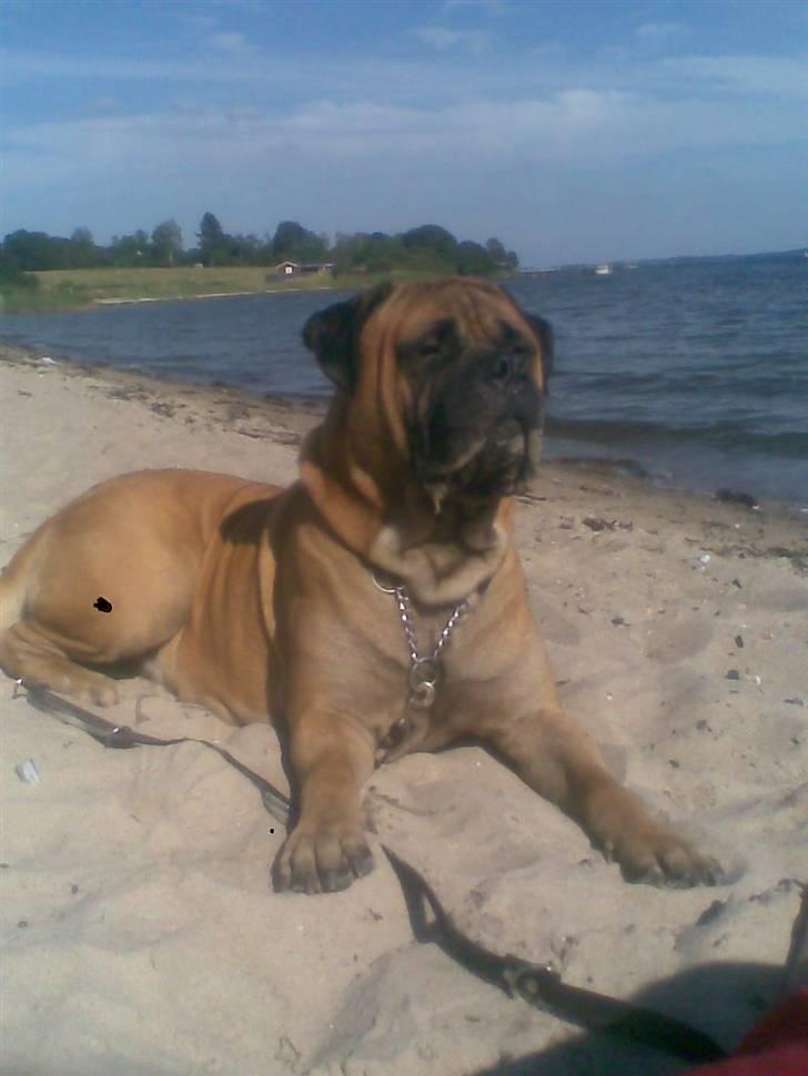Bullmastiff Nielson Junior (død)  billede 18