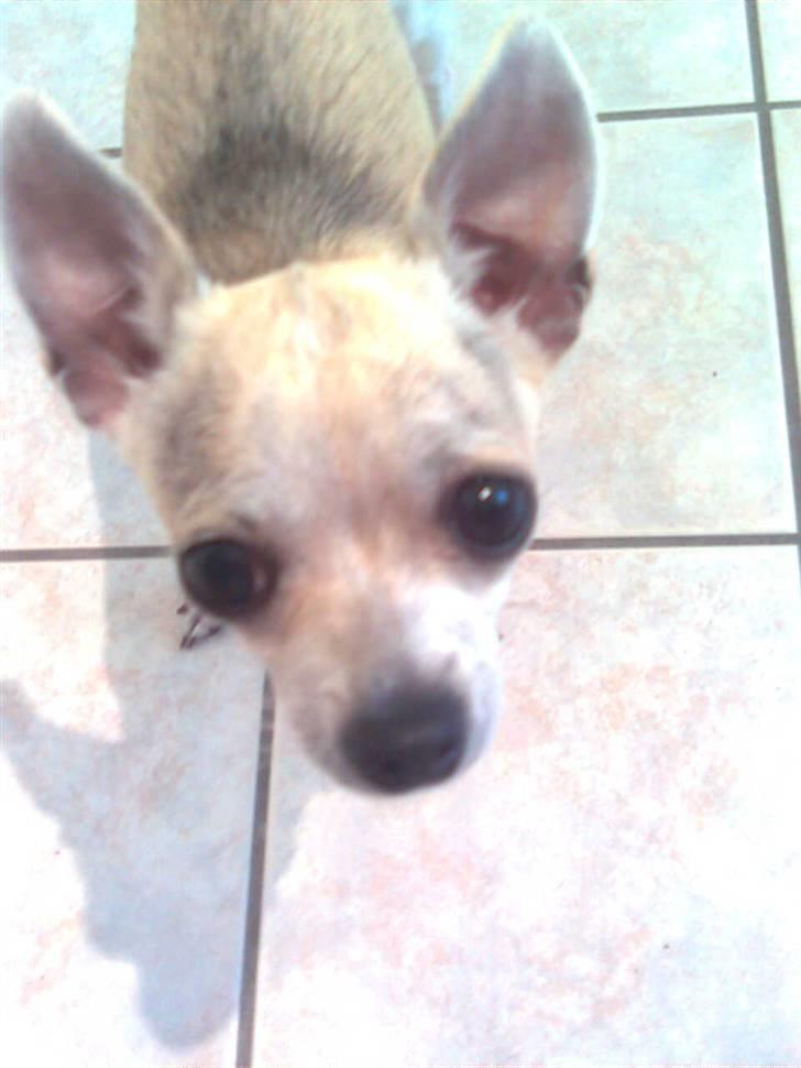 Chihuahua Bibi - smukkeste øjne :) ligner perler billede 7