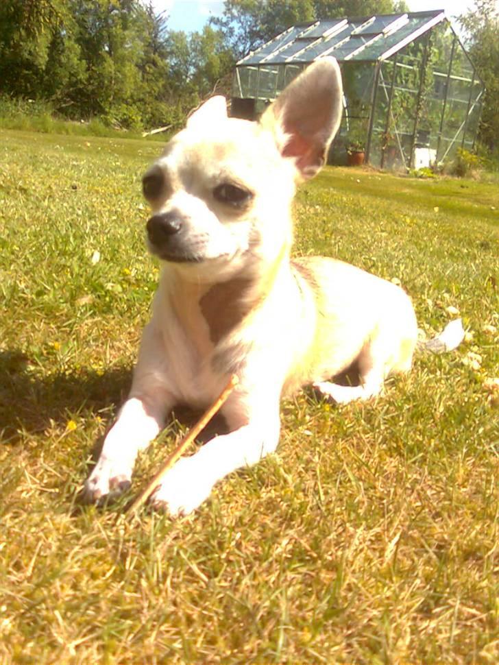 Chihuahua Bibi - ude i haven :) billede 8