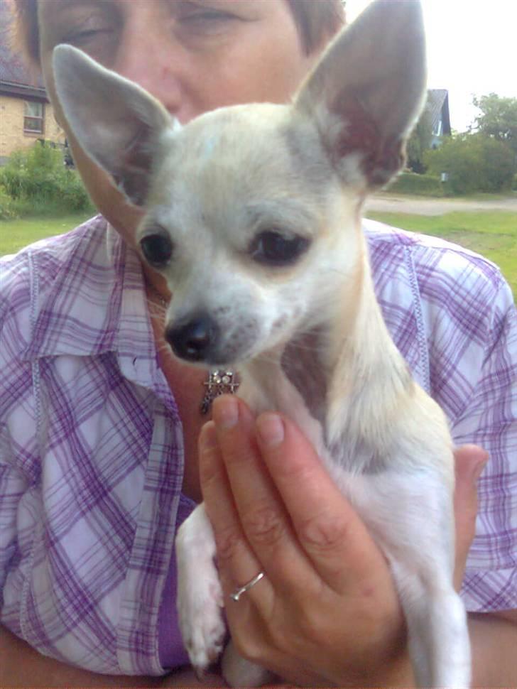 Chihuahua Bibi - er hun ikke smuk billede 9