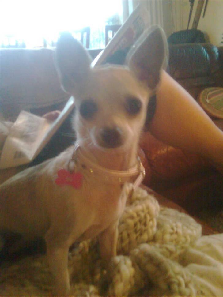 Chihuahua Bibi - miin pige<3 billede 10