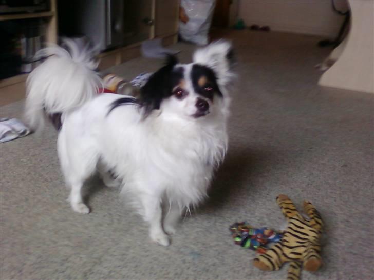 Blanding af racer Gizmo - gizmo 1 år 3 måneder er han ikke smuk billede 11