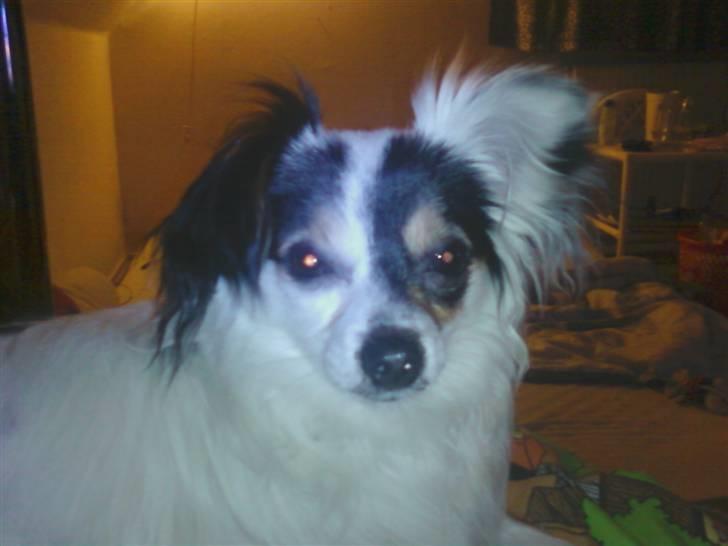 Blanding af racer Gizmo - her er han træt :). billede 12