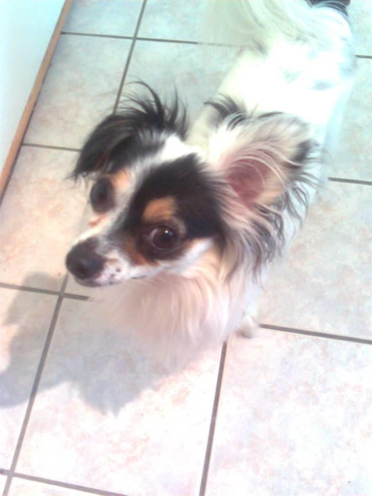 Blanding af racer Gizmo - charmetrolden <3 billede 13