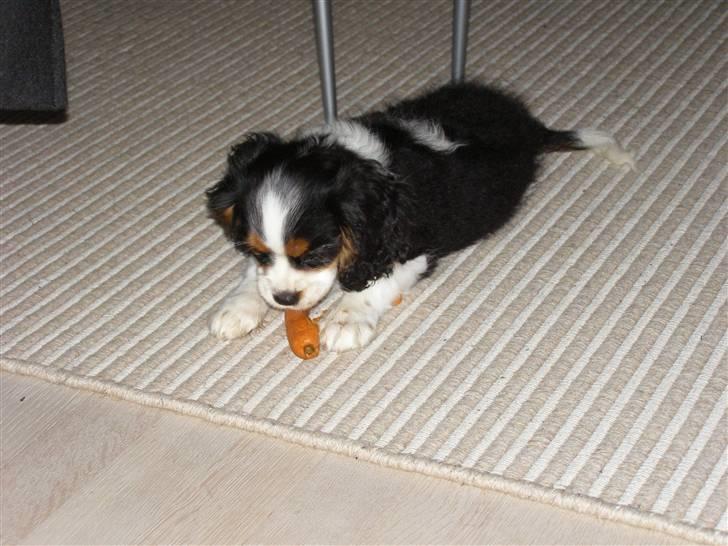 Cavalier king charles spaniel aZalias Super Karla billede 14