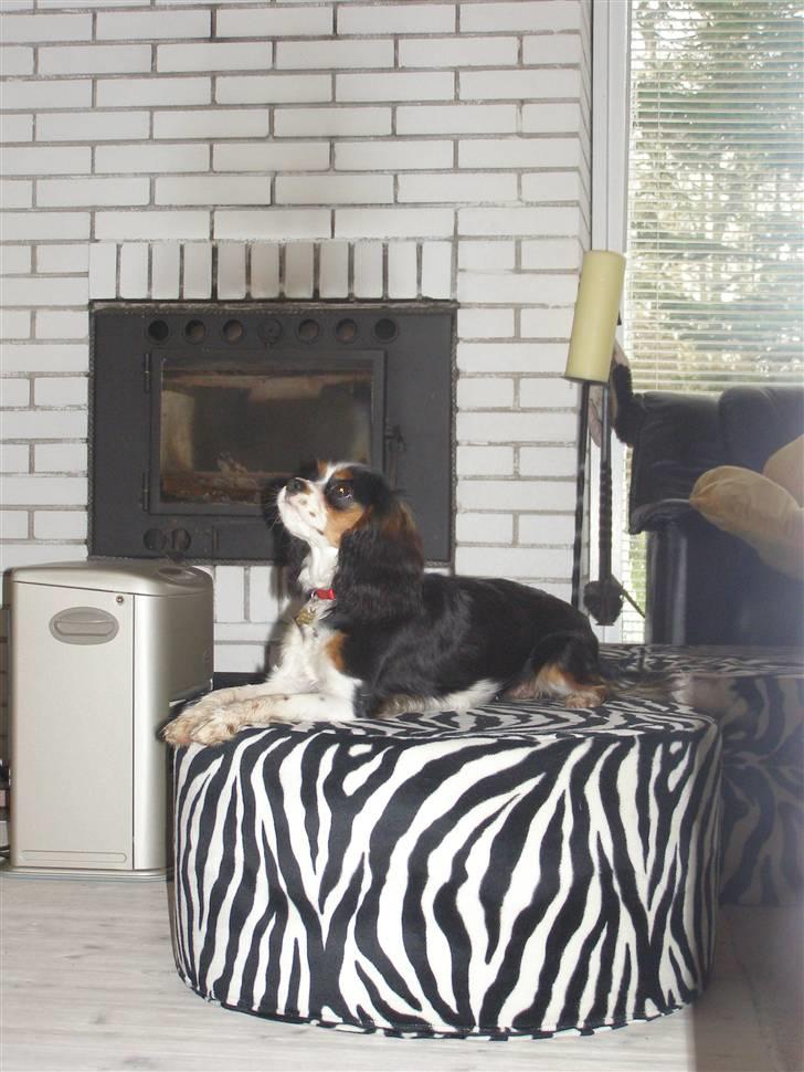 Cavalier king charles spaniel aZalias Super Karla billede 15